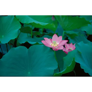Organic Lotus Plant